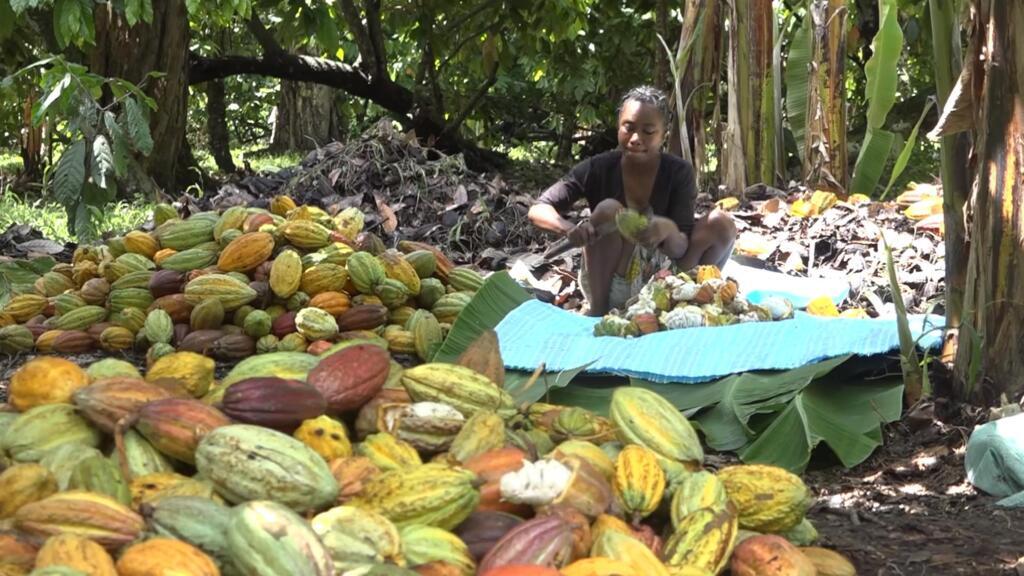 Madagascar’s cocoa beans, among the most coveted in the world AFN